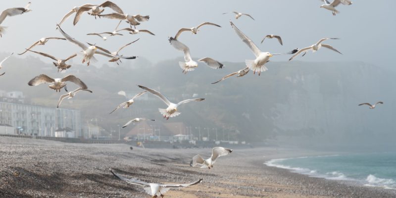 Une volée de mouettes survolant une plage de sable à Fécamp, par Benoît Deschasaux
